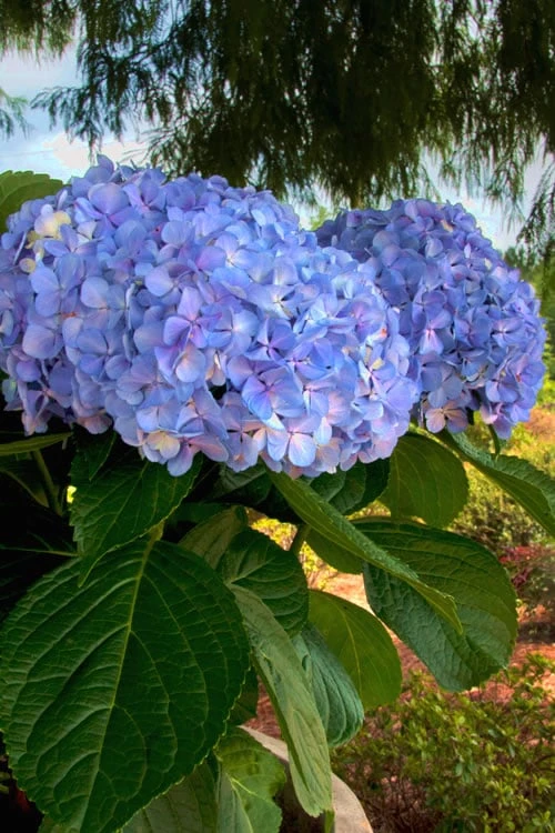 Big Daddy Hydrangea - 3 Gallon Pot - Image 4