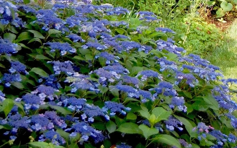 Bluebird Hydrangea - 3 Gallon Pot - Image 4