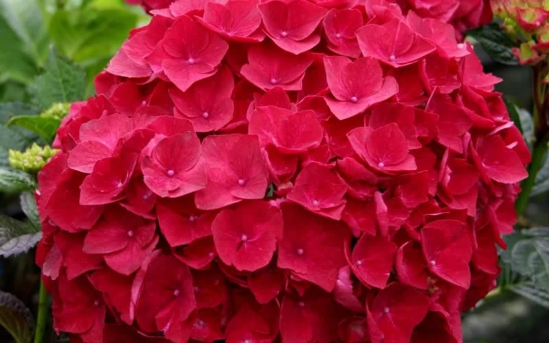 Cardinal Red Hydrangea - 1 Gallon Pot - Image 4