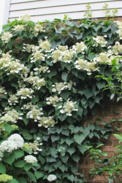 Moonlight Climbing Hydrangea - 5 Gallon Pot