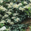 Moonlight Climbing Hydrangea - 1 Gallon Pot