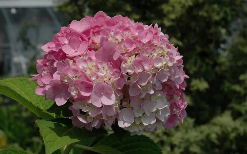 Dear Dolores Hydrangea - 3 Gallon Pot - Image 6