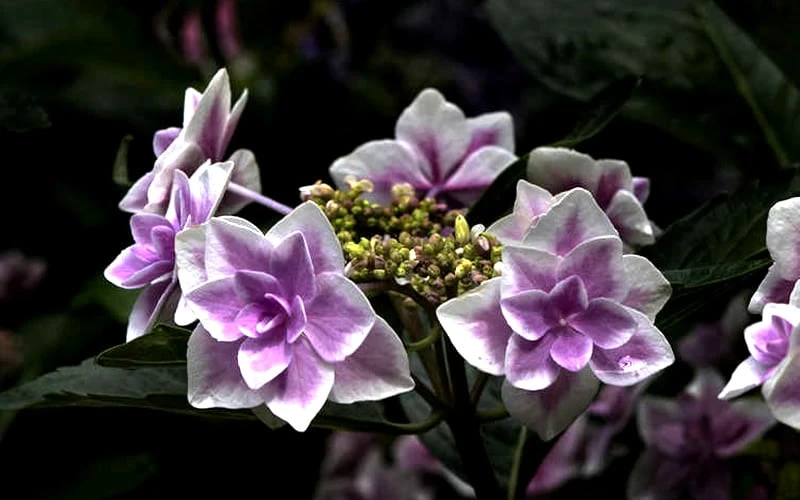 Double Delights Stargazer Hydrangea - 3 Gallon Pot - Image 6