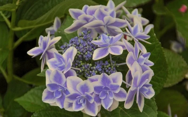 Double Delights Stargazer Hydrangea - 3 Gallon Pot - Image 4