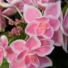 Double Delights Stargazer Hydrangea - 3 Gallon Pot