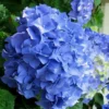 Glory Blue Hydrangea - 1 Gallon Pot