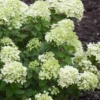 Little Lime Hydrangea - 3 Gallon Pot