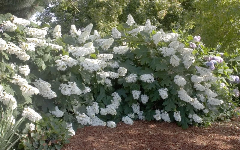 Oakleaf Hydrangea - 1 Gallon Pot - Image 4