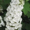 Alice Oakleaf Hydrangea - 3 Gallon Pot