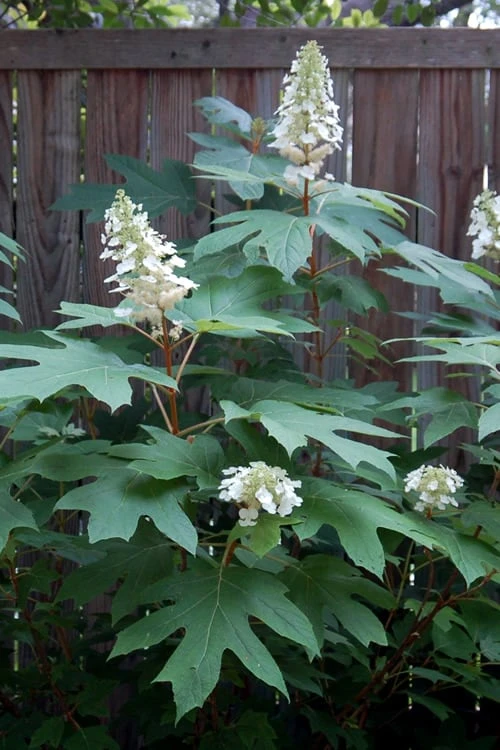 Alice Oakleaf Hydrangea - 3 Gallon Pot - Image 9