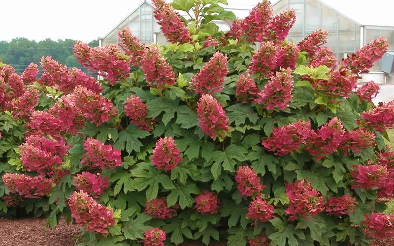 Ruby Slippers Dwarf Oakleaf Hydrangea - 2 Gallon Pot - Image 4
