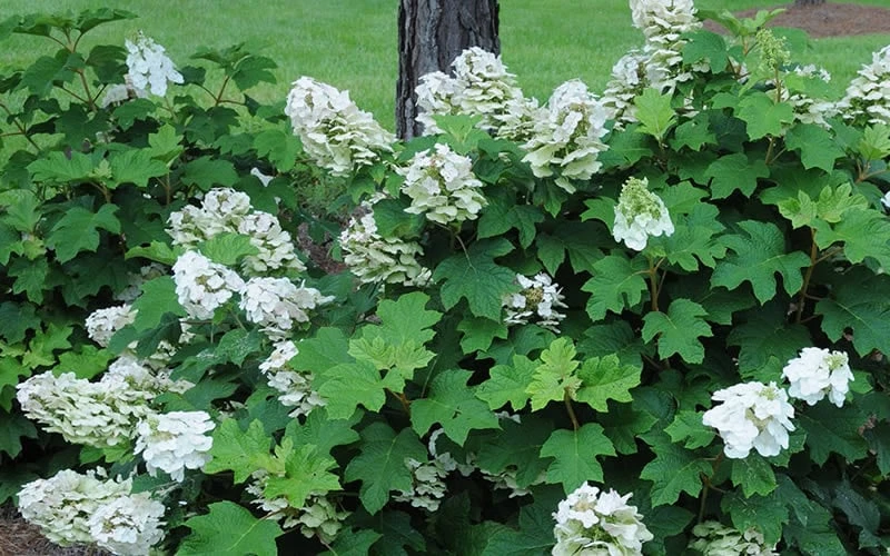 Ruby Slippers Dwarf Oakleaf Hydrangea - 2 Gallon Pot - Image 6