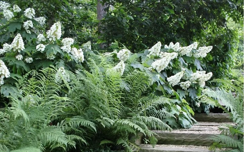 Oakleaf Hydrangea - 1 Gallon Pot - Image 6
