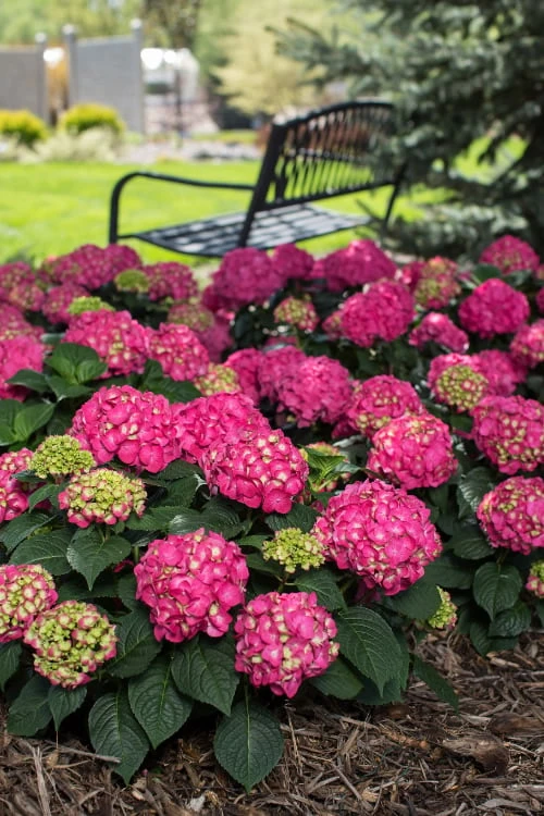 Summer Crush Endless Summer Hydrangea - 2 Gallon Pot - Image 7