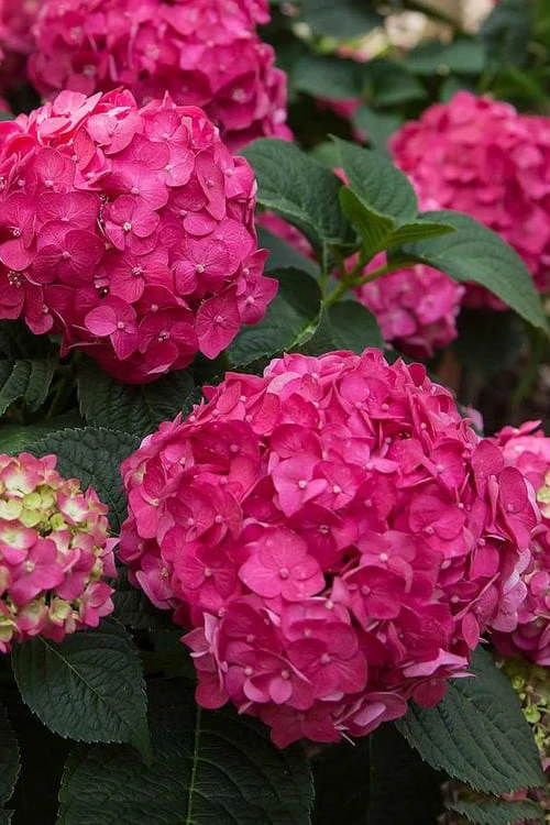 Summer Crush Endless Summer Hydrangea - 1 Gallon Pot - Image 4