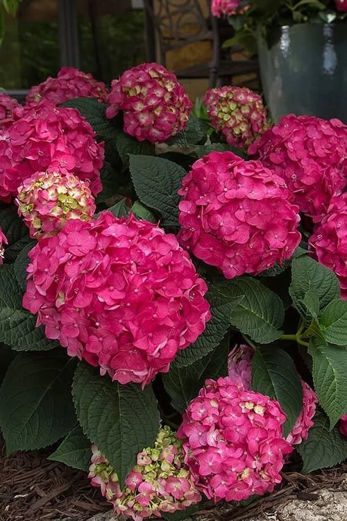 Summer Crush Endless Summer Hydrangea - 2 Gallon Pot - Image 9