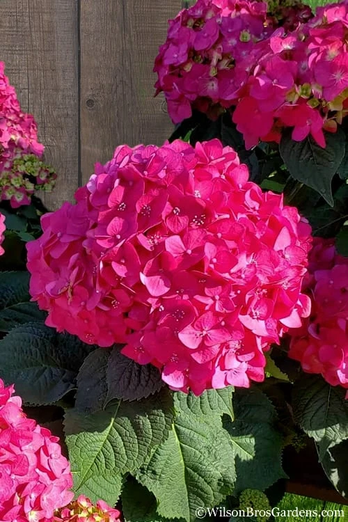 Summer Crush Endless Summer Hydrangea - 1 Gallon Pot