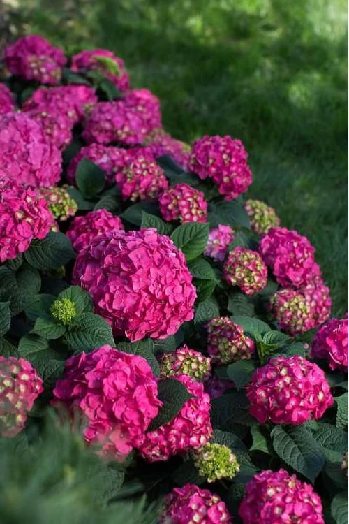 Summer Crush Endless Summer Hydrangea - 1 Gallon Pot - Image 6