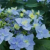 Tuff Stuff Ah-Ha Mountain Hydrangea - 3 Gallon Pot