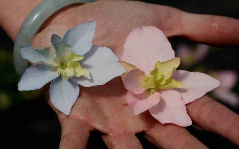 Tuff Stuff Ah-Ha Mountain Hydrangea - 3 Gallon Pot - Image 5