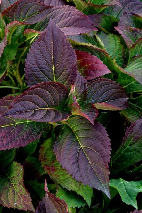 Tuff Stuff Ah-Ha Mountain Hydrangea - 3 Gallon Pot - Image 6