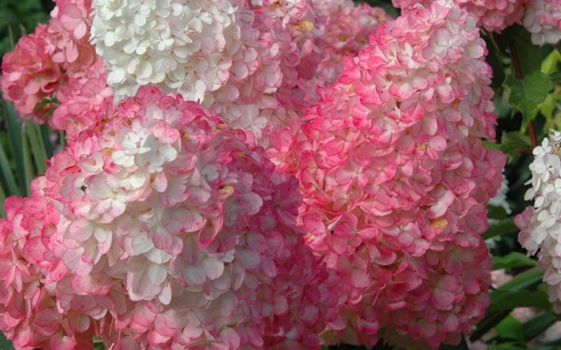 Vanilla Strawberry Hydrangea - 1 Gallon Pot - Image 5
