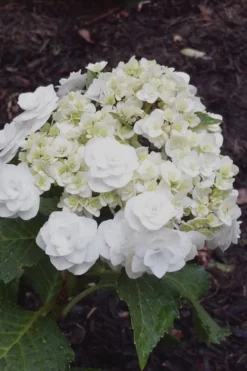 Double Delights Wedding Gown Lacecap Hydrangea - 3 Gallon Pot
