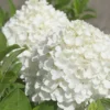 White Wedding Hydrangea - 3 Gallon Pot