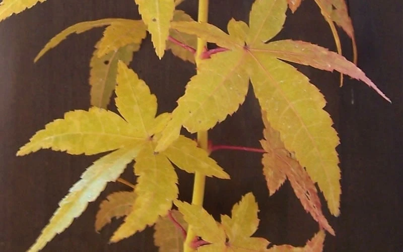 Bihou Yellow Bark Japanese Maple - 3 Gallon Pot - Image 4