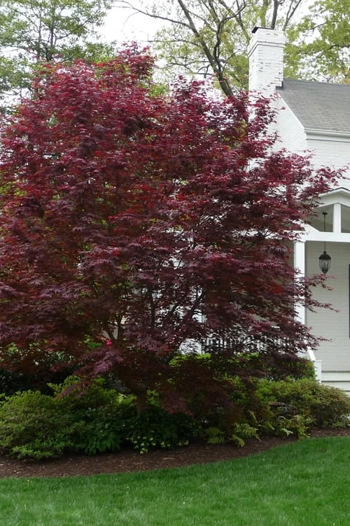 Bloodgood Red Leaf Japanese Maple - 7 Gallon Pot (4-5') - Image 4