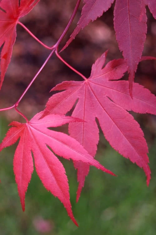Bloodgood Red Leaf Japanese Maple - 7 Gallon Pot (4-5') - Image 7