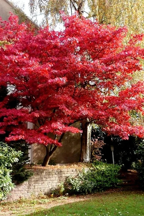 Bloodgood Red Leaf Japanese Maple - 7 Gallon Pot (4-5') - Image 6