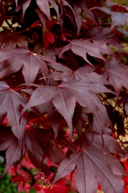 Bloodgood Red Leaf Japanese Maple - 7 Gallon Pot (4-5') - Image 5