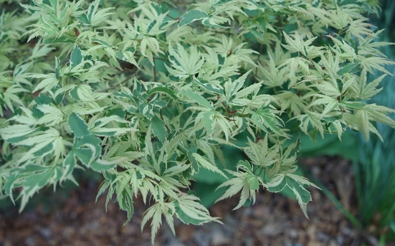 Butterfly Japanese Maple - 1 Gallon Pot - Image 7