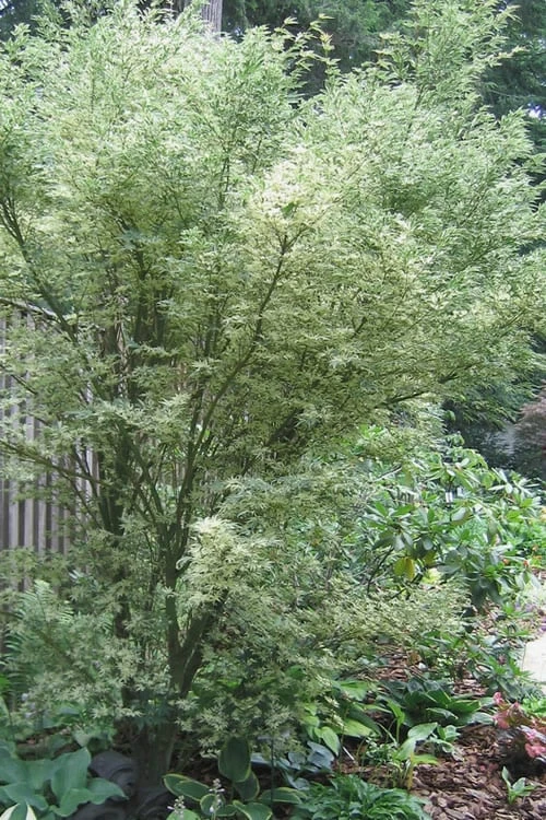 Butterfly Japanese Maple - 1 Gallon Pot