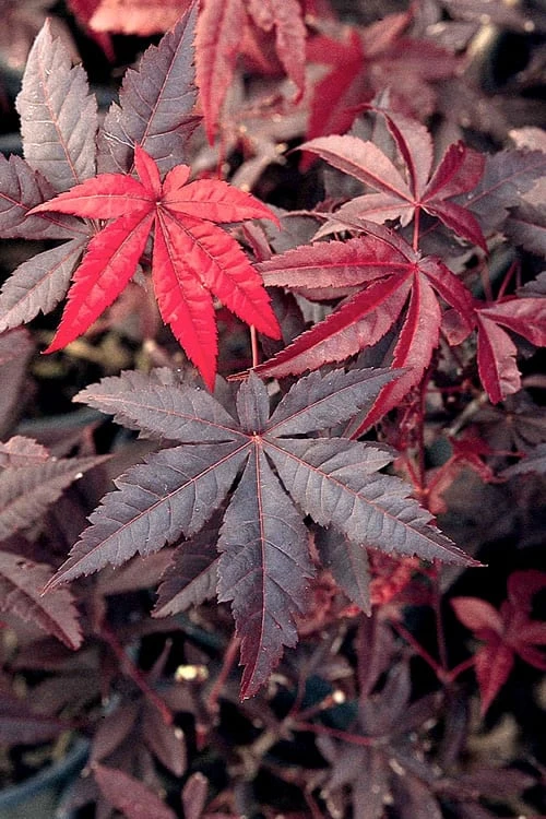 Emperor 1 Japanese Maple - 5 Gallon Pot (6-7') - Image 4