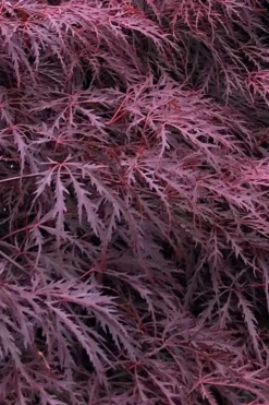 Inaba Shidare Red Japanese Maple - 1 Gallon Pot