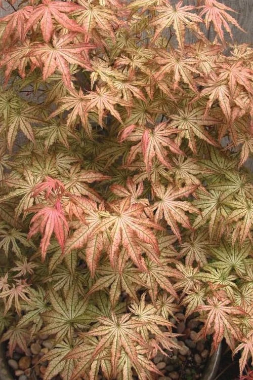 Peaches And Cream Japanese Maple - 1 Gallon Pot - Image 5