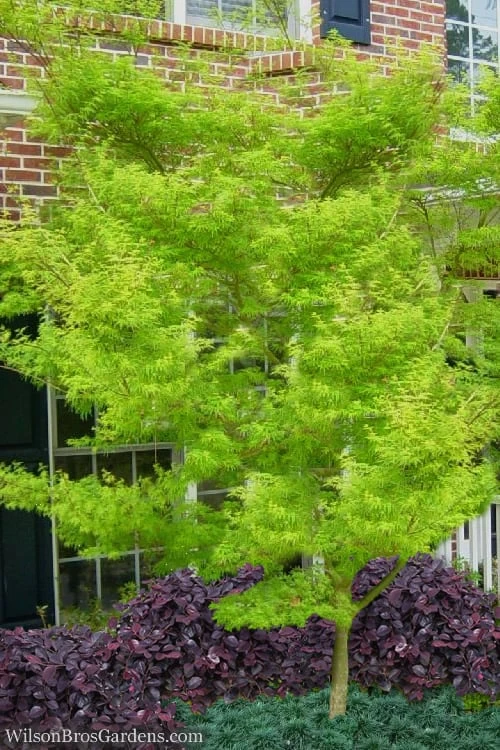 Seiryu Japanese Maple - 3 Gallon Pot - Image 6