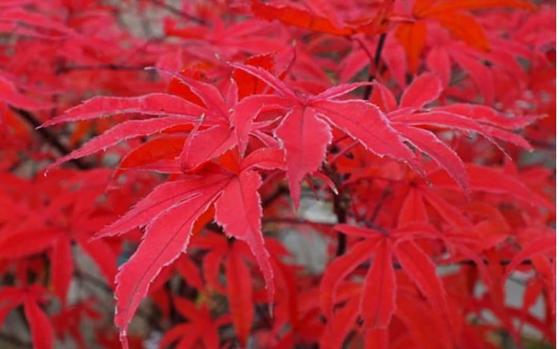 Shirazz Japanese Maple - 5 Gallon Pot (4-5') - Image 7