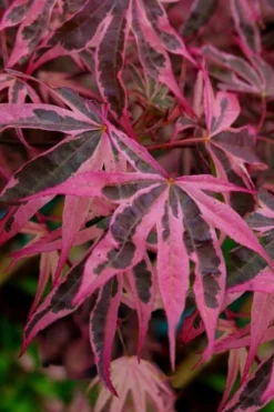 Shirazz Japanese Maple - 2 Gallon Pot