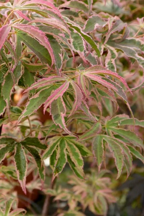 Shirazz Japanese Maple - 5 Gallon Pot (2-3') - Image 6