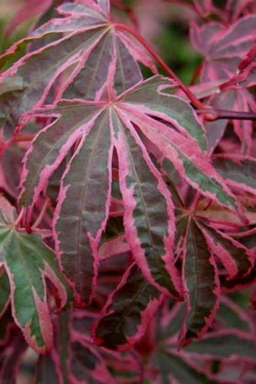 Shirazz Japanese Maple - 5 Gallon Pot (4-5') - Image 5
