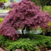 Tamukeyama Dwarf Red Japanese Maple - 2 Gallon Pot