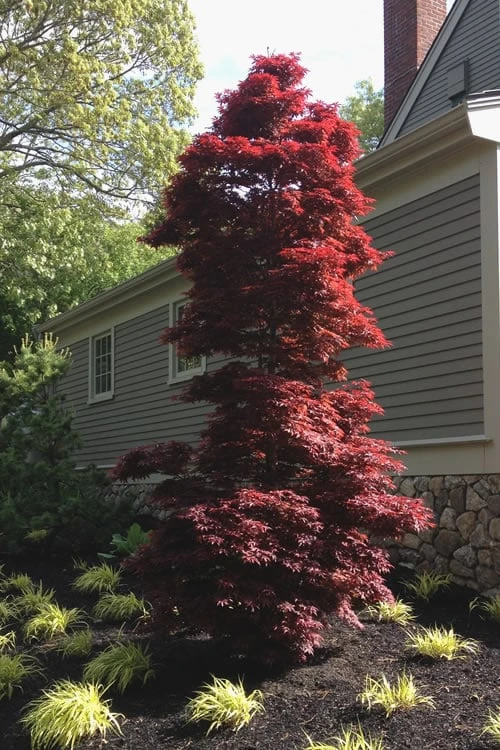 Twombly's Red Sentinel Japanese Maple - 5 Gallon Pot (5-6') - Image 4