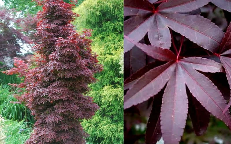 Twombly's Red Sentinel Japanese Maple - 1 Gallon Pot - Image 6
