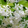 Madison Confederate Jasmine - 1 Gallon Pot