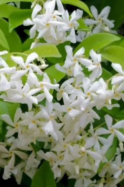 Madison Confederate Jasmine - 2 Gallon Pot