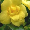 Pride Of Augusta Double Flowering Carolina Jasmine - 2 Gallon Pot