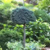 Blue Star Juniper Tree (Single Trunk Topiary) - 2 Gallon Pot